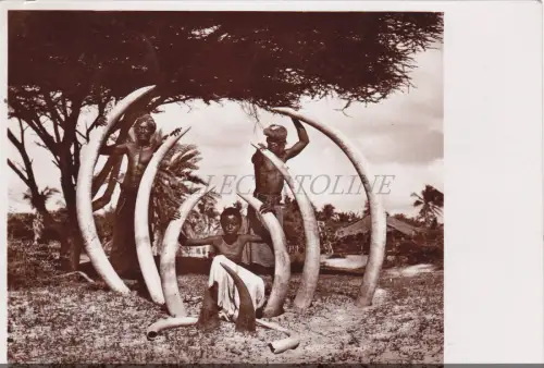 SOMALIA - Trofeo di Zanne d'Elefante, Parodi Mogadischu Foto Postkarte