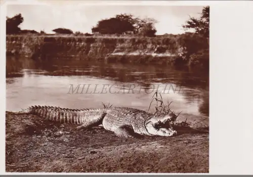SOMALIA - Krokodil auf Giuba, Parodi Mogadischu Foto Postkarte