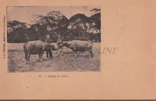 VIETNAM - Tonkin, Büffel, Schneider Hanoi Postkarte Schneider 1900