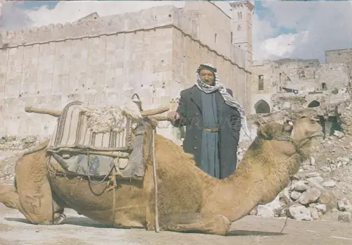 ISRAEL - Hebron, Abraham Moschee, Kamel