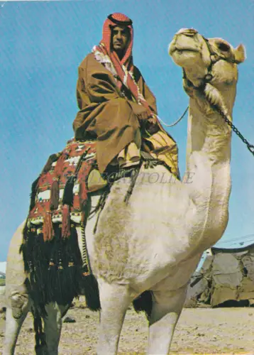 ISRAEL - Beduine auf seinem Kamel im Negev