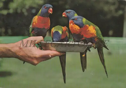 VENEZUELA - Aras, Papageien