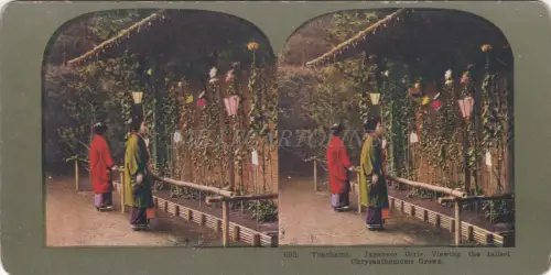 STEREOVIEW - Japan, Yokohama, Mädchen sehen die höchsten Chysanthemen gewachsen