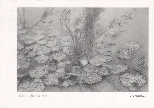 CHINA - Fior di Loto, Postkarte 1962