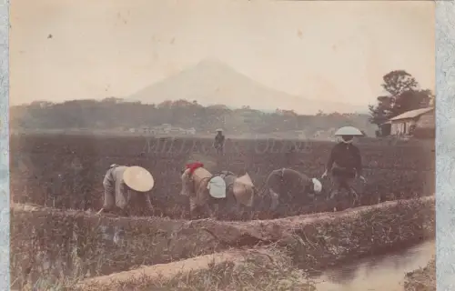 JAPAN - Working in the Paddy Field 2 - Photoalbumine on Cardboard