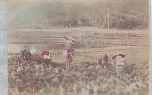 JAPAN - Arbeiten im Paddyfeld - Fotoalbumine auf Karton