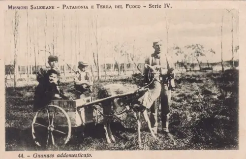 CHILE - Missioni Salesiane Patagonia Terra Fuoco Guanaco domesticato Postkarte