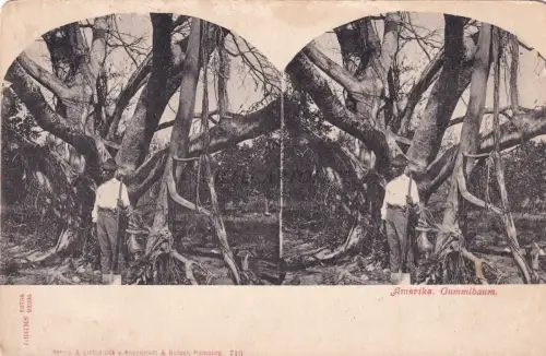 AMERIKA USA - Gummibaum, Black Worker 1900 Stereoview Postkarte