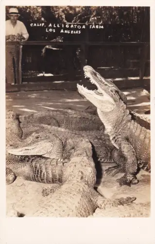 CALIFORNIA - Los Angeles - Alligator Farm 1946 Foto Postkarte