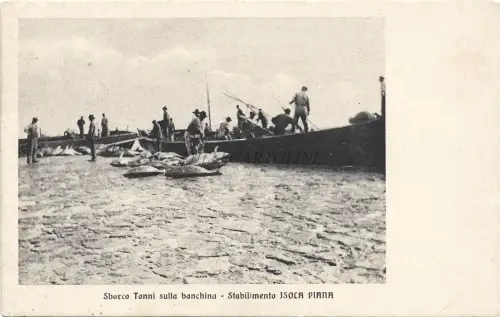 FLACHE INSEL - CARLOFORTE - Thunfisch - Thunfischlandung am Kai - Postkarte