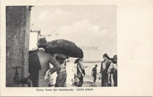 FLACHE INSEL - CARLOFORTE - Thunfisch - Thunfischlandung im Werk - Postkarte