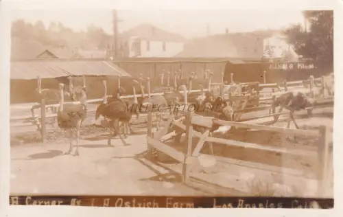 CALIFORNIA - Los Angeles - L.A.Ostrich Farm - Foto Postkarte RPPC