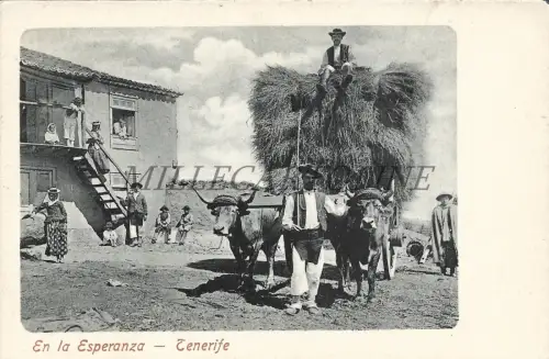 SPANIEN - Teneriffa - En la Esperanza, Santa Cruz 1901 Postkarte
