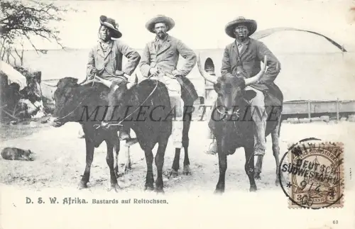 NAMIBIA - Bastards Reitochsen DSWA Deutsch Sudwest Afrika Windhuk 1905 Postkarte