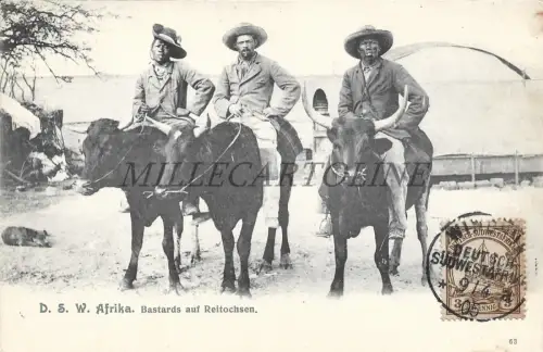 NAMIBIA - Bastards Reitochsen DSWA Deutsch Südwest Afrika Windhuk 1905 Postkarte