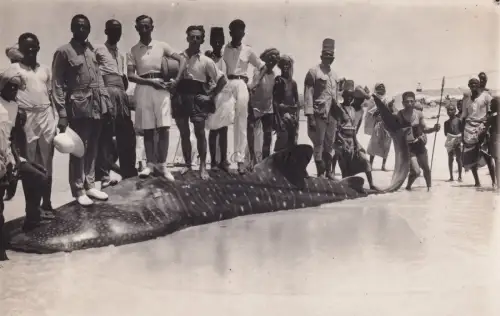 AFRIKA - Eritrea / Somalia - Walhai Haiwal - Italienischer Fischer RPPC