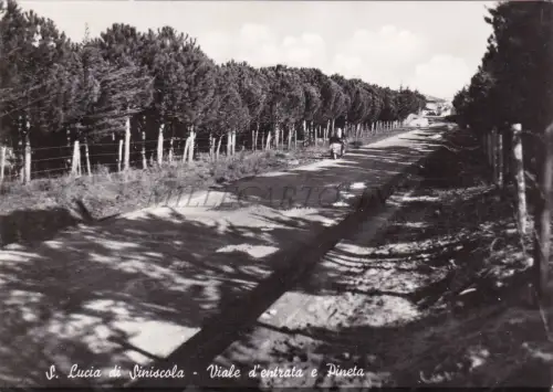 S. LUCIA DI SINISCOLA - Viale d'Entrata e Pineta, Postkarte 1955