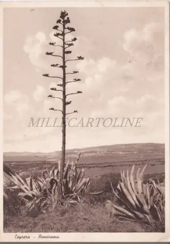 CAPRERA - Panorama, Postkarte 1940