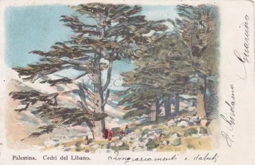 PALÄSTINA - Cedri del Libano 1904 Postkarte