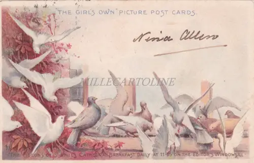 ENGLAND - London, The Pigeons of St. Paul Cathedral, Postkarte 1901