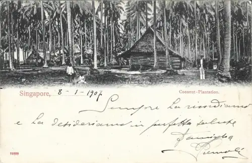 SINGAPUR - Kokosnussplantage 1907 Postkarte