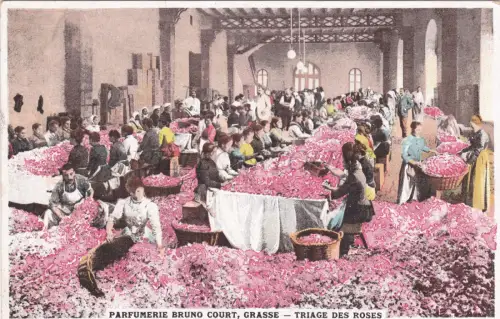 FRANKREICH - Grasse, Triage des Roses, Postkarte