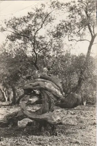 SPANIEN - Formentor (Mallorca) - Millennium Olive - Foto Postkarte 1959