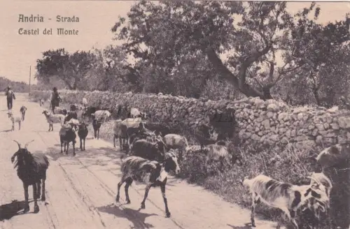 ANDRIA - Castel del Monte, Postkarte