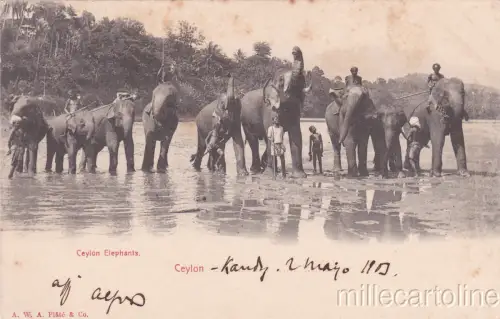 * CEYLON - Elephants 1903
