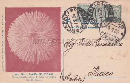 ASTER KINN. GIG RAMOSA. Aus ITALIEN - Floristen, Bulleri Scafati, Postkarte 1925