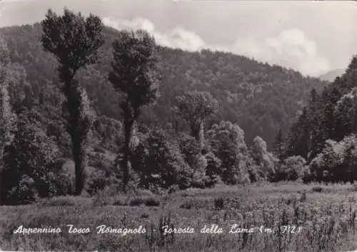 APPENINO TOSCO ROMAGNOLO - Forlì - Albergo Campagna - Foresta della Lama 1957