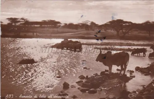 ÄTHIOPIEN - Dire Daua, Zebù, Foto Postkarte 1939 Somalia Briefmarke c1,25 Via aerea