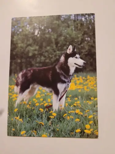 Hund Postkarte: