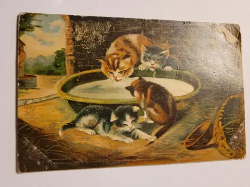 Katzen an der Tränke Postkarte: