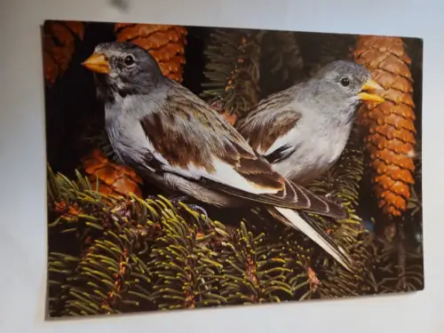 Schneefinken Postkarte: