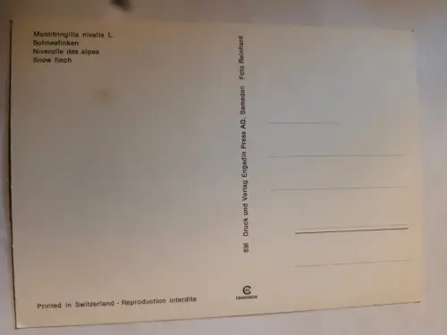 Schneefinken Postkarte: