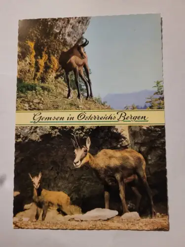 Gemsen in Osterrichs Bergen Postkarte: