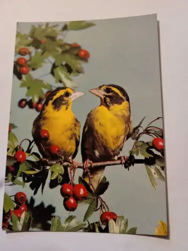 Himalajazeisige Postkarte: