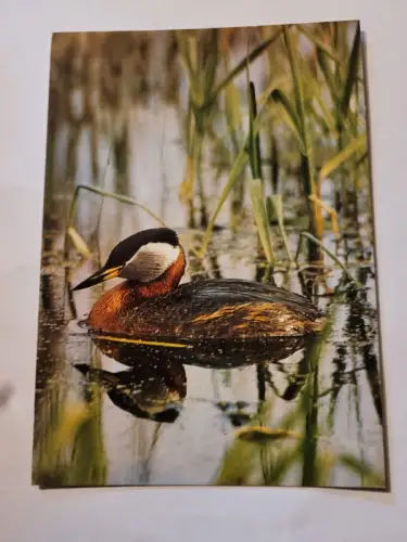 Rothalstaucher Postkarte: