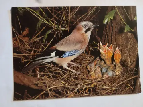 Eichelhäher Postkarte: