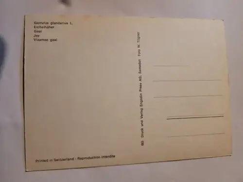 Eichelhäher Postkarte: