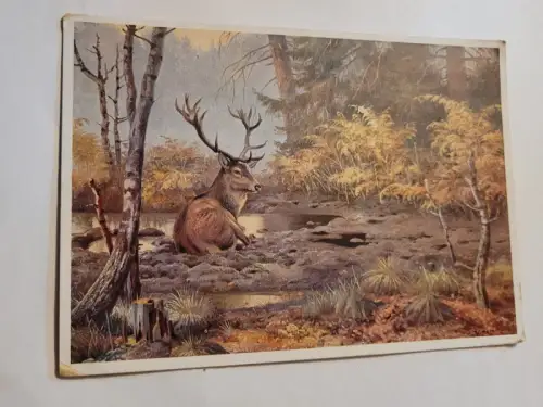 Hirsch Postkarte: