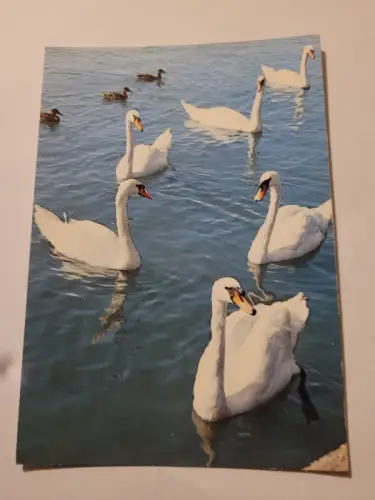 Schwanenfamilie Postkarte: