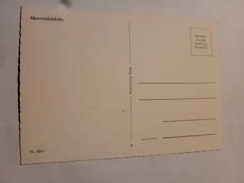 Alpensteinböcke Postkarte: