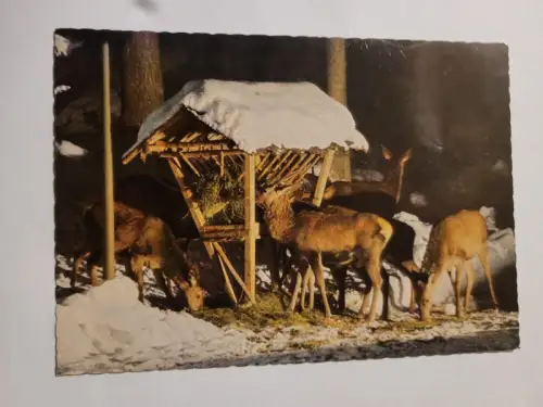 Wildfütterung in den Bergen Postkarte: