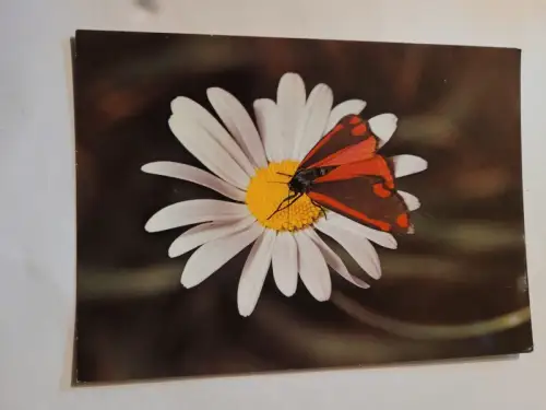 Jakobskrautbär Postkarte: