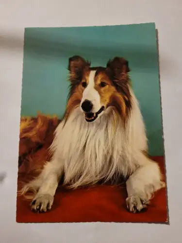 Collie Postkarte: