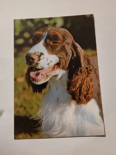 English Springer Spaniel Postkarte: