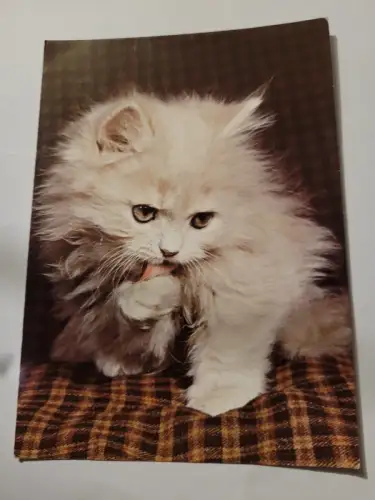 Perserkatze Postkarte: