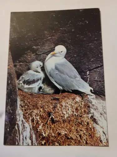 Dreizehenmöwe mit Jungen Postkarte: